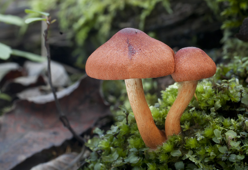 Cortinarius uliginosus